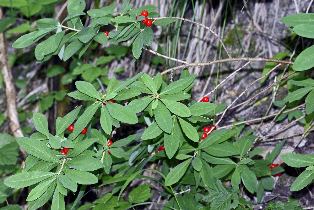 Bacche di  Daphne mezereum (Thymelaeaceae)